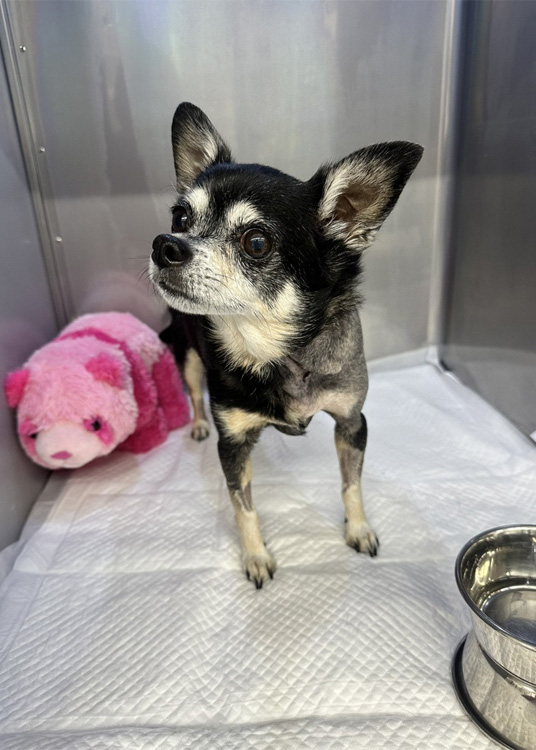 Oliver the Chihuahua in JASMINE hospital in Japan