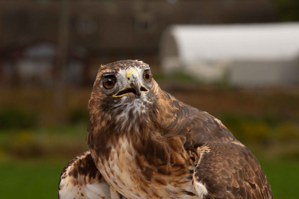Red-tailed hawk, Ruby