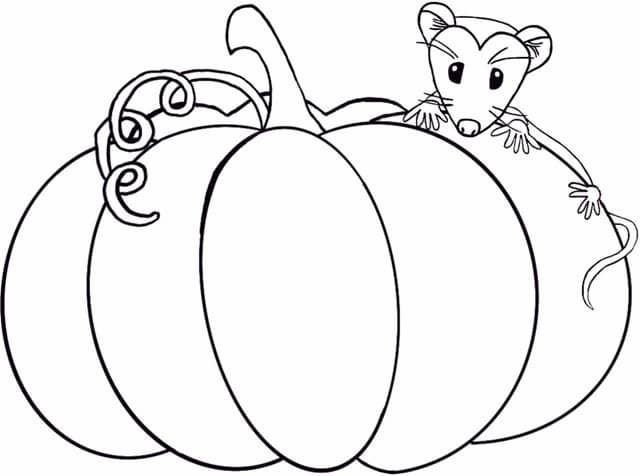 Looking straight on at a pumpkin with a vine on left side of stem and a small Virginia Opossum peaking over the right side of the pumpkin.