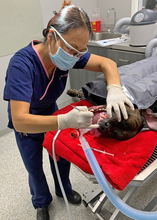 Dr. Jessica Von Waldau performing a dental procedure on a dog