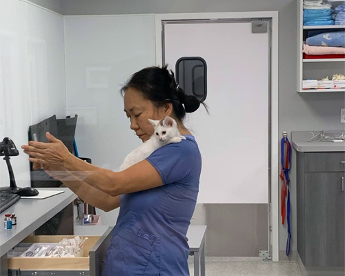 Dr. Jessica Von Waldau cradles a white cat in a vet clinic