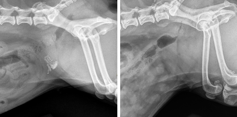radiographs of a dog with stones and after lithotripsy without stones