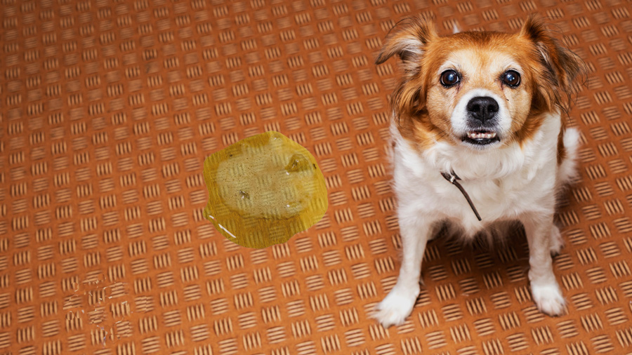 illustration with dog and bilious vomit