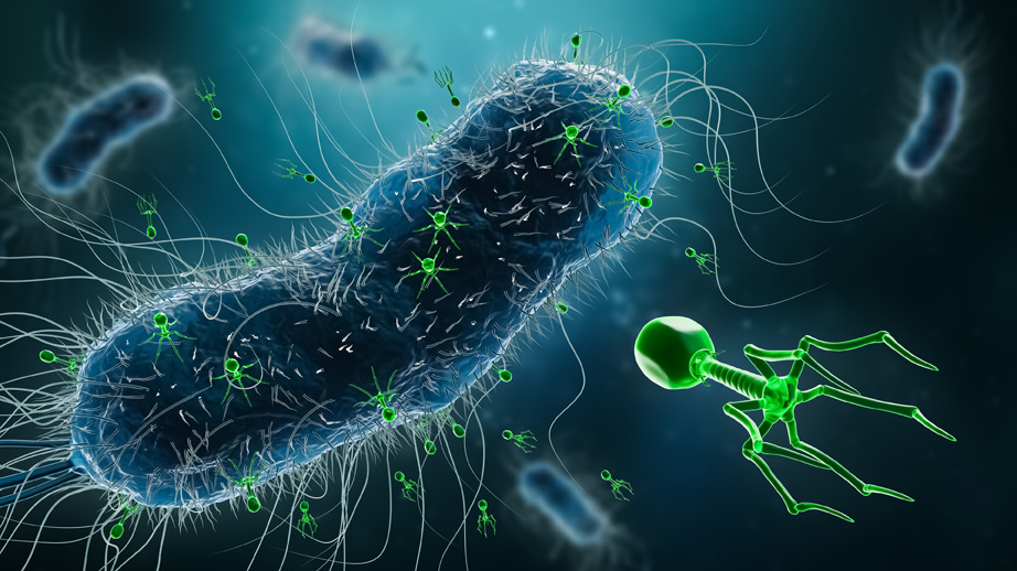 green phages attacking a bacterium (illustration)