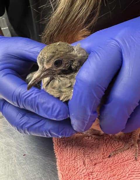 Mourning Dove sitting on a towel between two gloved hands during a veterinary exam.