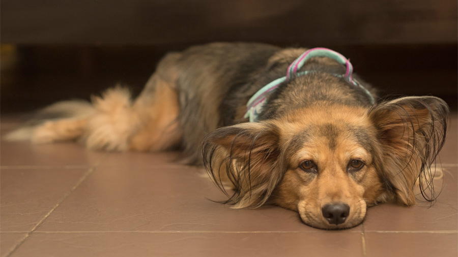 an older dog lying on the floor