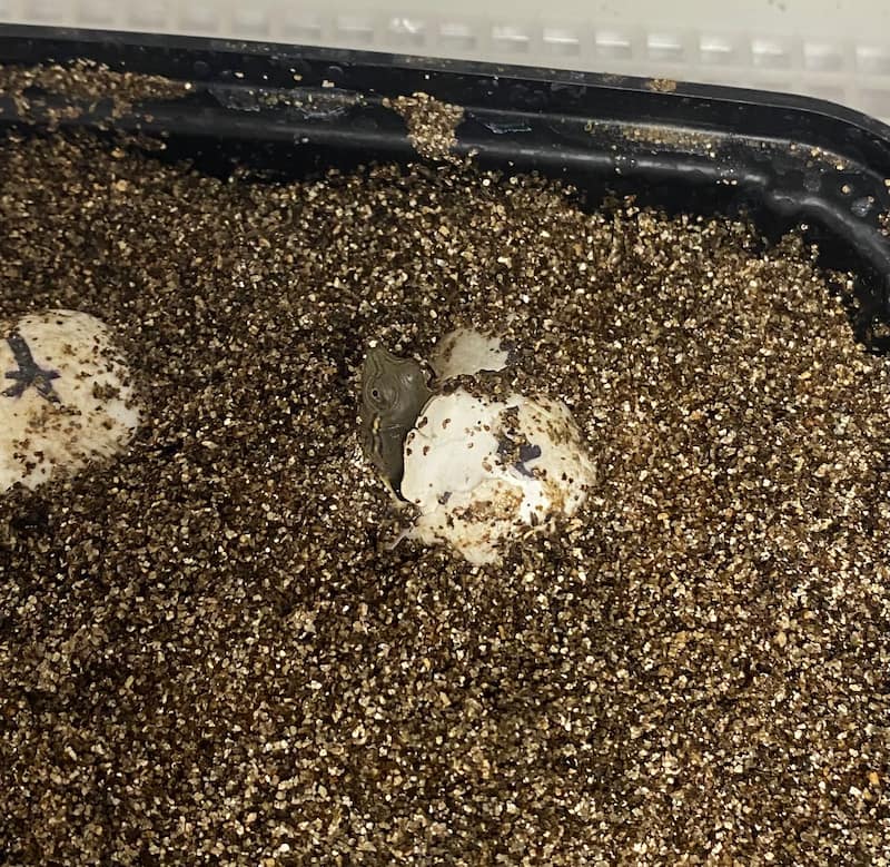 Spiny Softshell Turtle hatching from an egg.
