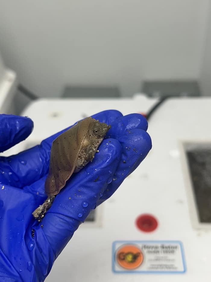 Spiny Softshell Turtle recent hatchling sitting in the hand of a Wildlife Medical Clinic volunteer.