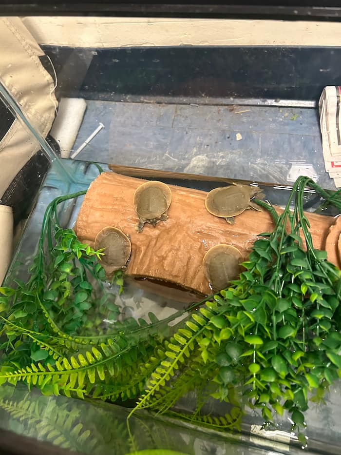 Several Spiny Softshell turtles in a small aquarium with artificial plants and log to bask on.