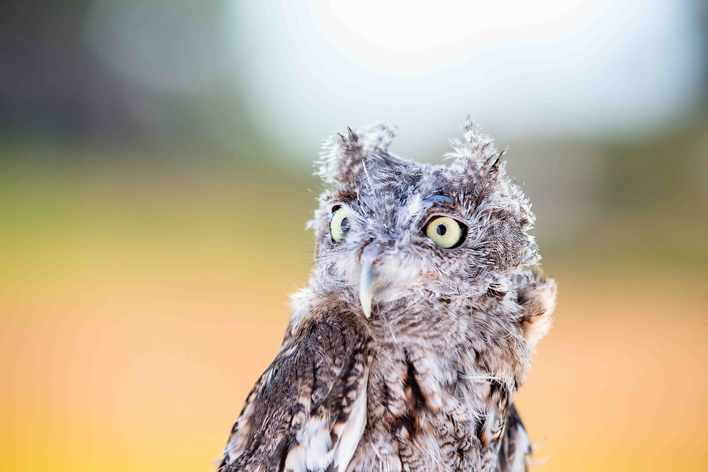 Eastern screech owl