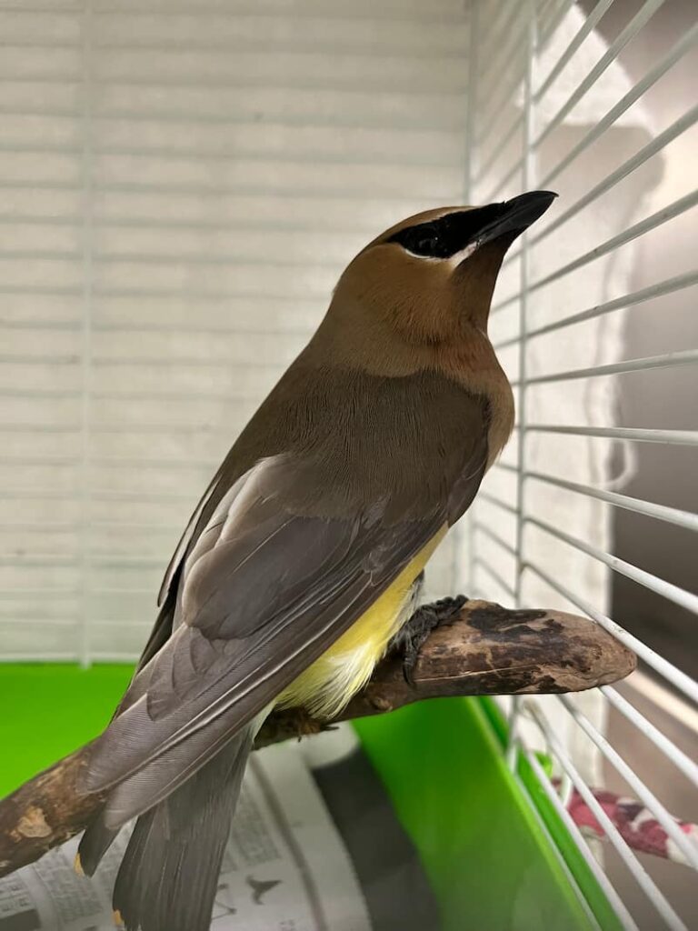 Adult Cedar Waxwing perched on a branch in a small wire avian enclosure.