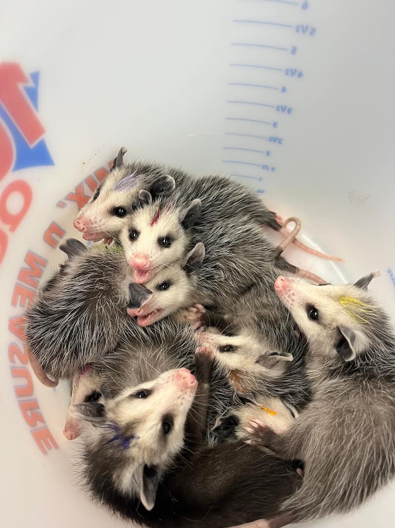 Bucket of 9 baby Virginia Opossum, with color marks on head to identify each individual.