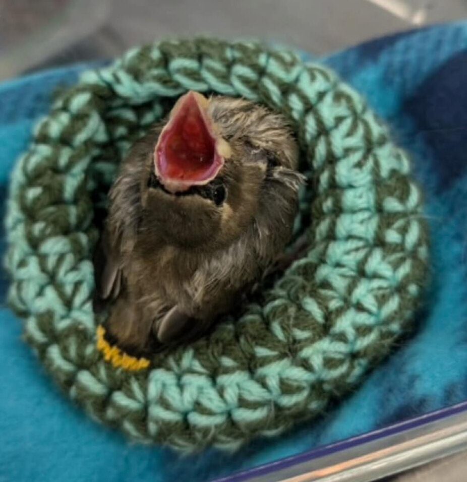 Nestling cedar waxwing in an artificial nest with mouth open begging for food.