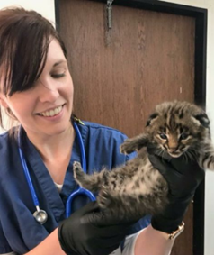 Dr. Stephany Lewis with a small wild cat