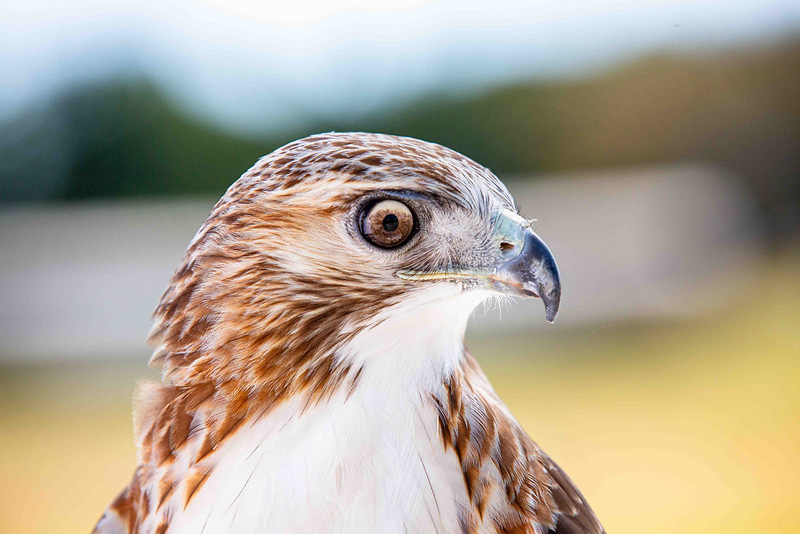 Loki, red-tailed hawk ambassador animal for Wildlife Medical Clinic