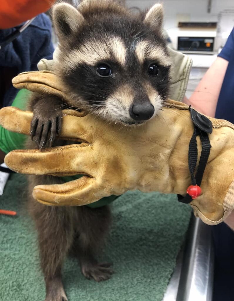 Young raccoon in gloved hands for a veterinary exam.