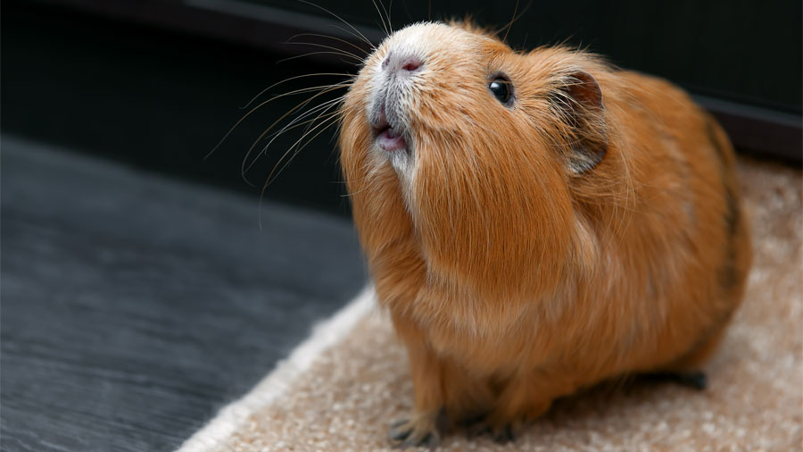 pet guinea pig looking up