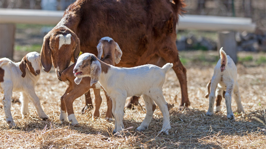 mother goat with baby goats