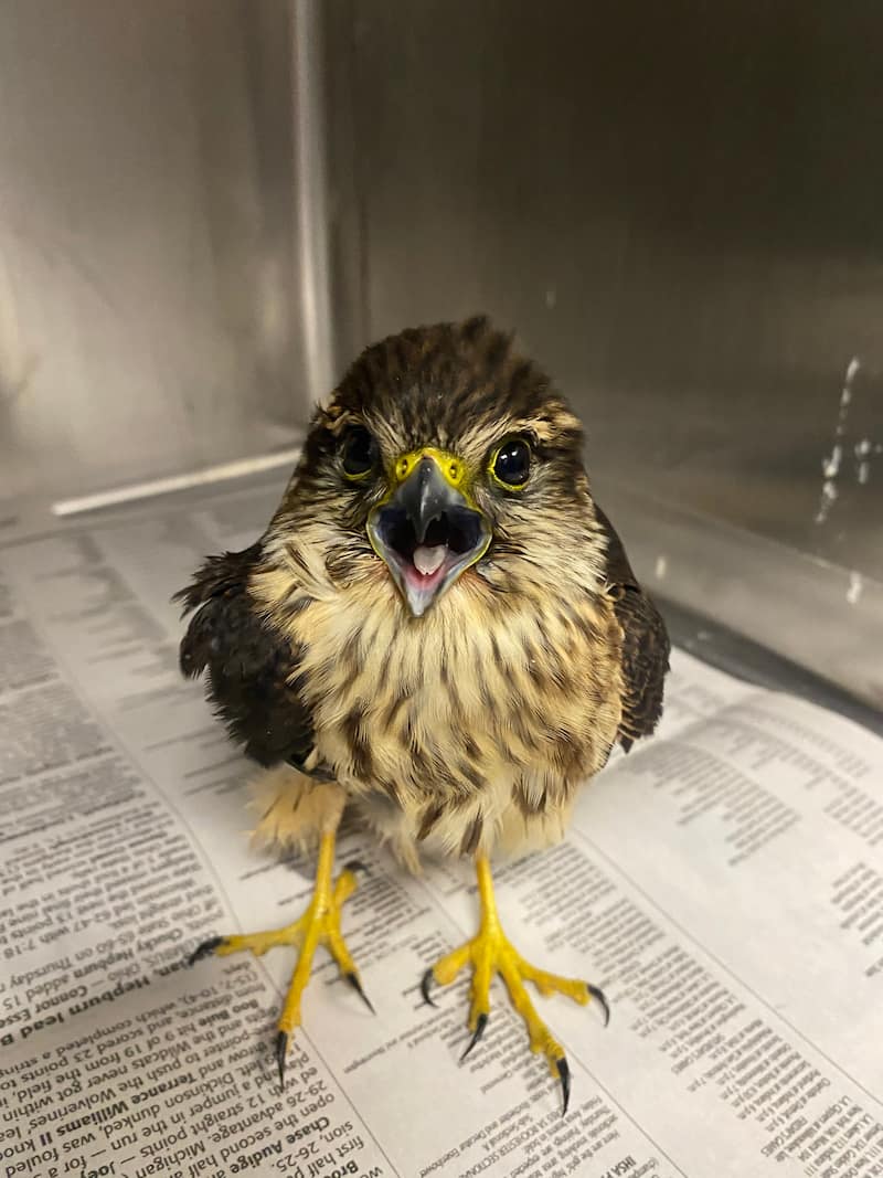 Juvenile Merlin (bird) in a hospital enclosure.