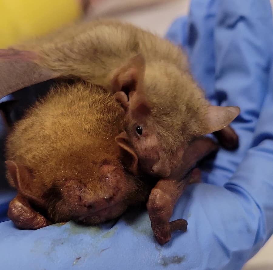 Two rehabilitation bat patients sitting on a gloved hand.