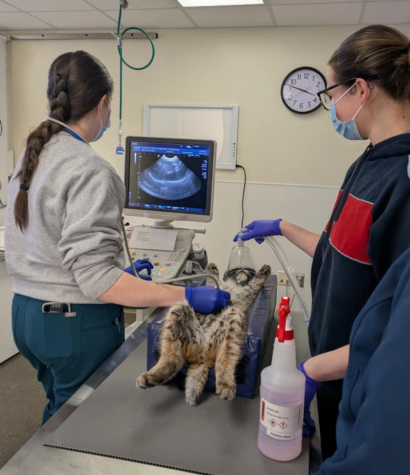 Dr. Vincent and Riley Dunwoody ultrasounding a bobcat patient from the Wildlife Medical Clinic.