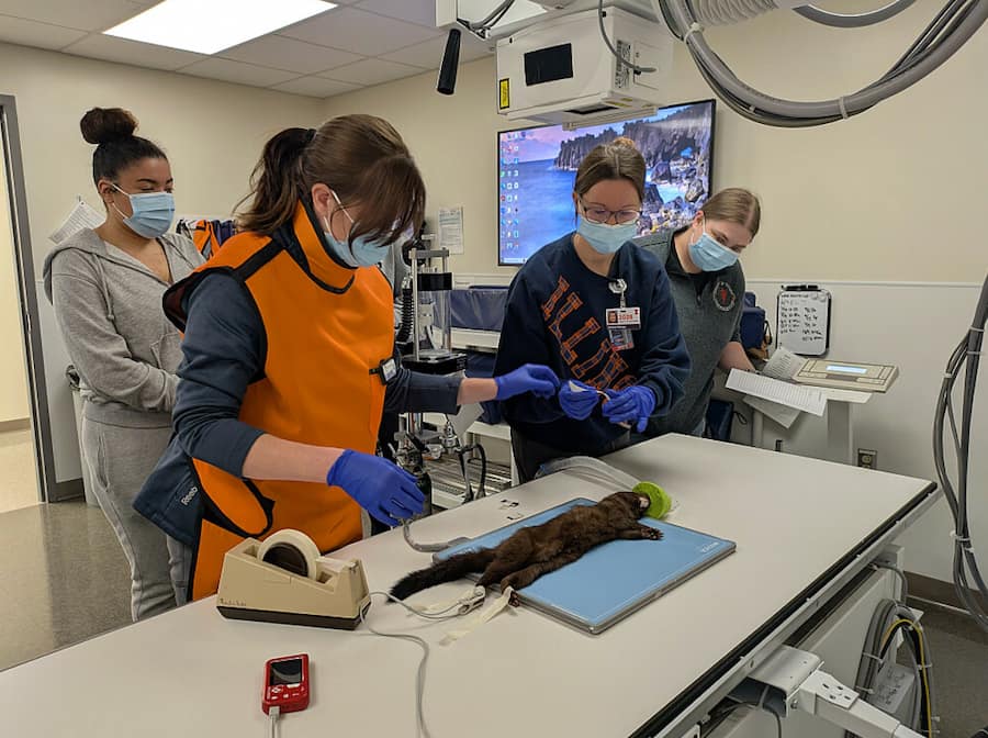 Mink positioned on an x-ray plate for radiographs with 4 wildlife medical clinic volunteers monitoring him.