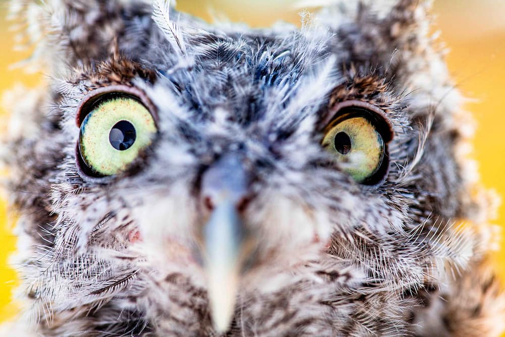 Close up of Eastern Screech Owl, Whittington's, head.