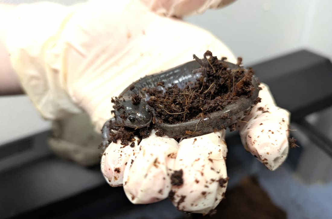 Small mouth salamander with soil and mulch stuck to it sitting on a gloved hand.