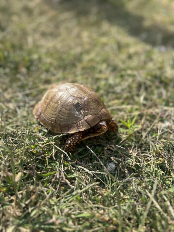Three toed box turtle patient sitting in the grass outside.