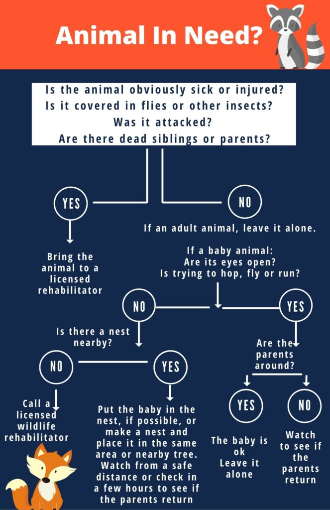 Wildlife in need decision tree. If injured, call a licensed wildlife rehabilitator.