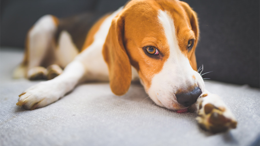 a beagle licking its paw