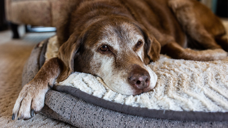 an old dog rests on a dog bed