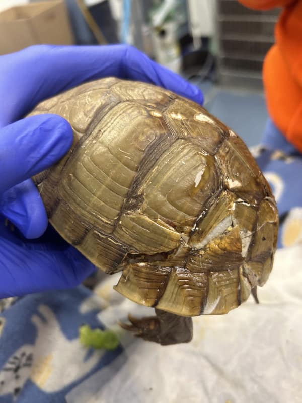 Three toed box turtle patient with carapace damage that has been repaired.