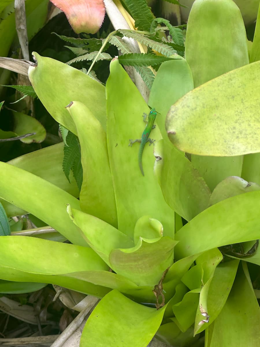 A gold dust day gecko resting upon a leaf.