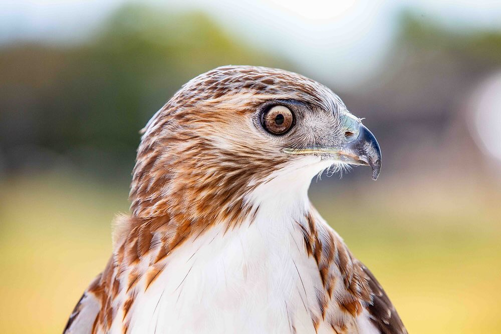 Red-tailed hawk, Loki