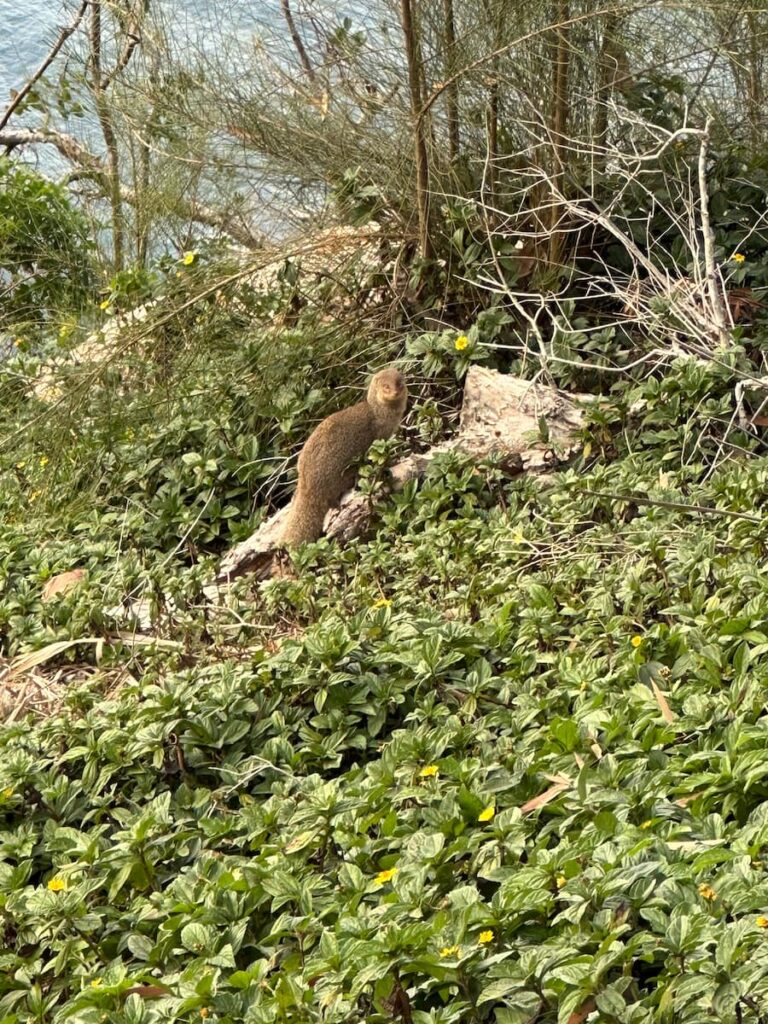 A mongoose resting on top of a fallen branch amidst ground foliage.