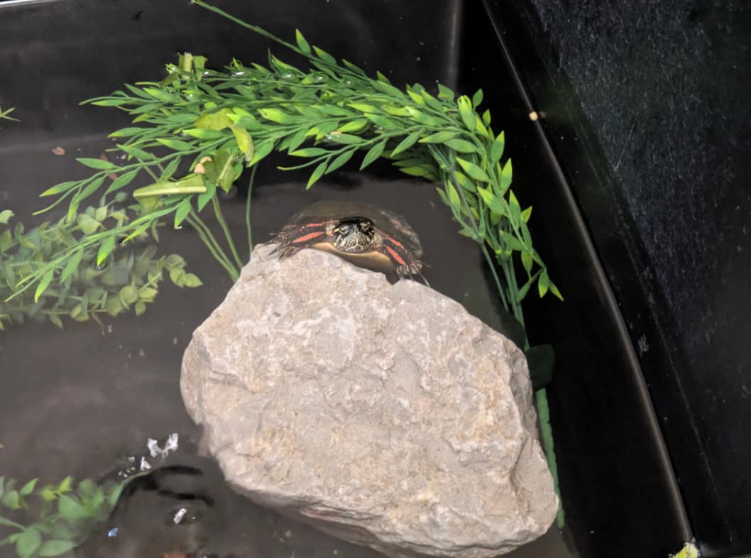 A painted turtle in the water, holding onto a rock with head above the water.