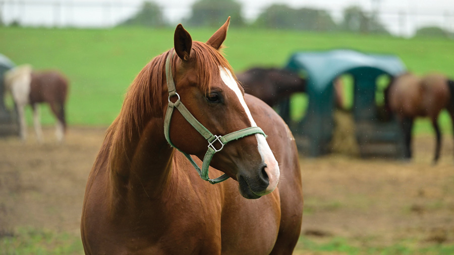 horse in a field