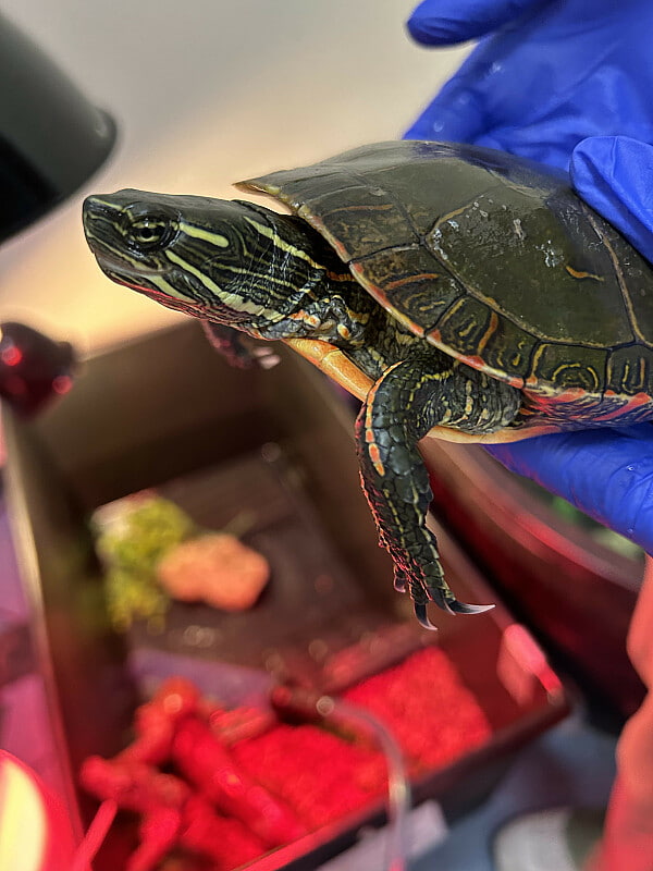 A Painted turtle being held by a person in gloves.