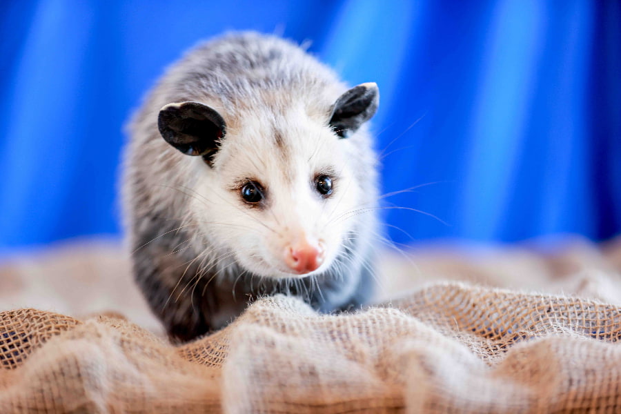 Pesto, the Virginia opossum ambassador. Pesto is standing on a burlap lining and standing straight looking directly at the camera.