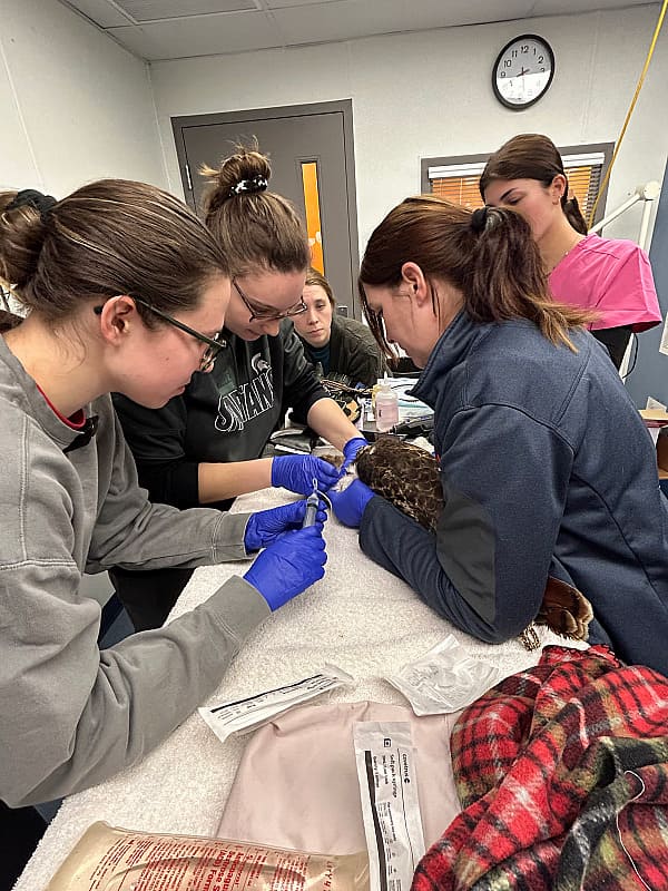 Dr. Lewis and student volunteers performing a blood transfusion of a red-tailed hawk patient