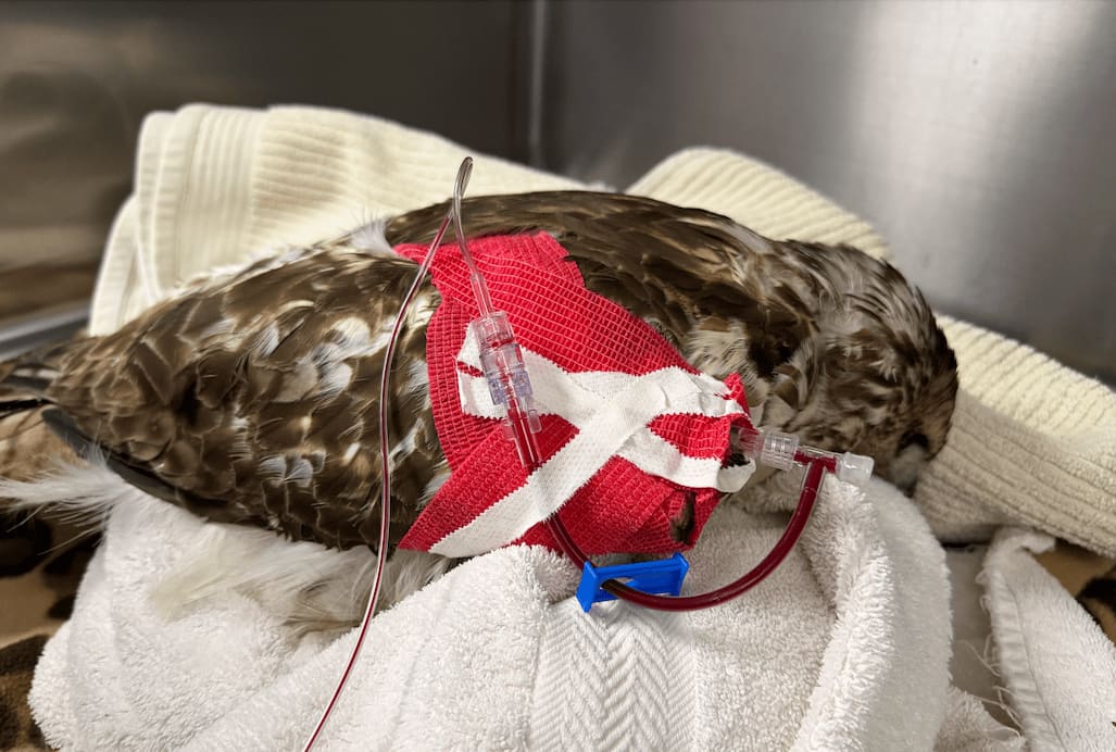 Red-tailed hawk receiving a blood transfusion. The hawk is laying forward on top of some towels.