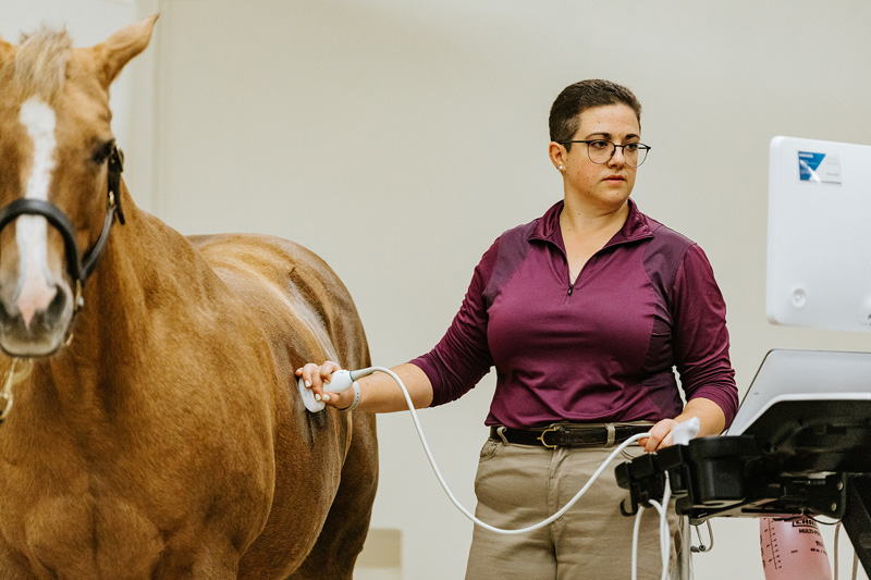 Dr. Rebecca Bishop ultrasounding a horse