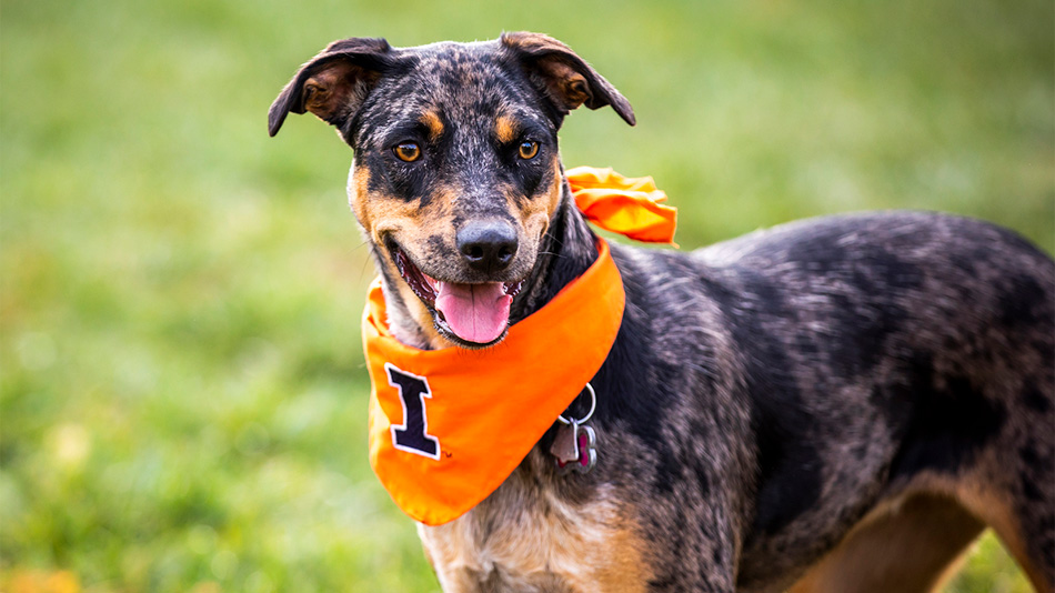 dog outside wearing Block I bandana