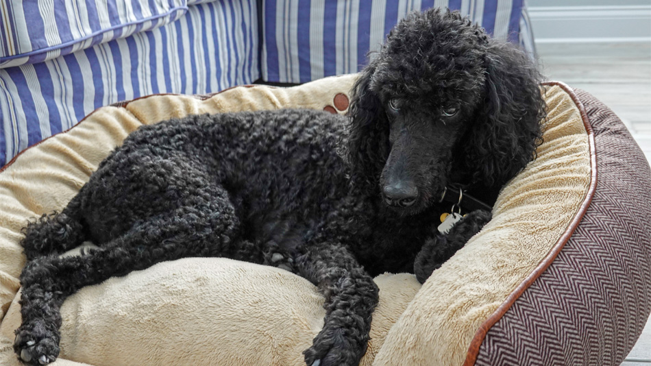 standard poodle lying on a dog bed