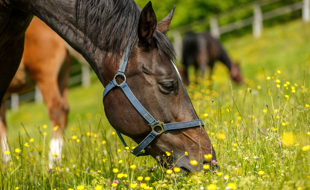 brown horse grazing in spring pasture