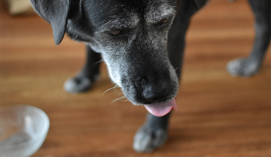 black dog with gray muzzle by water dish