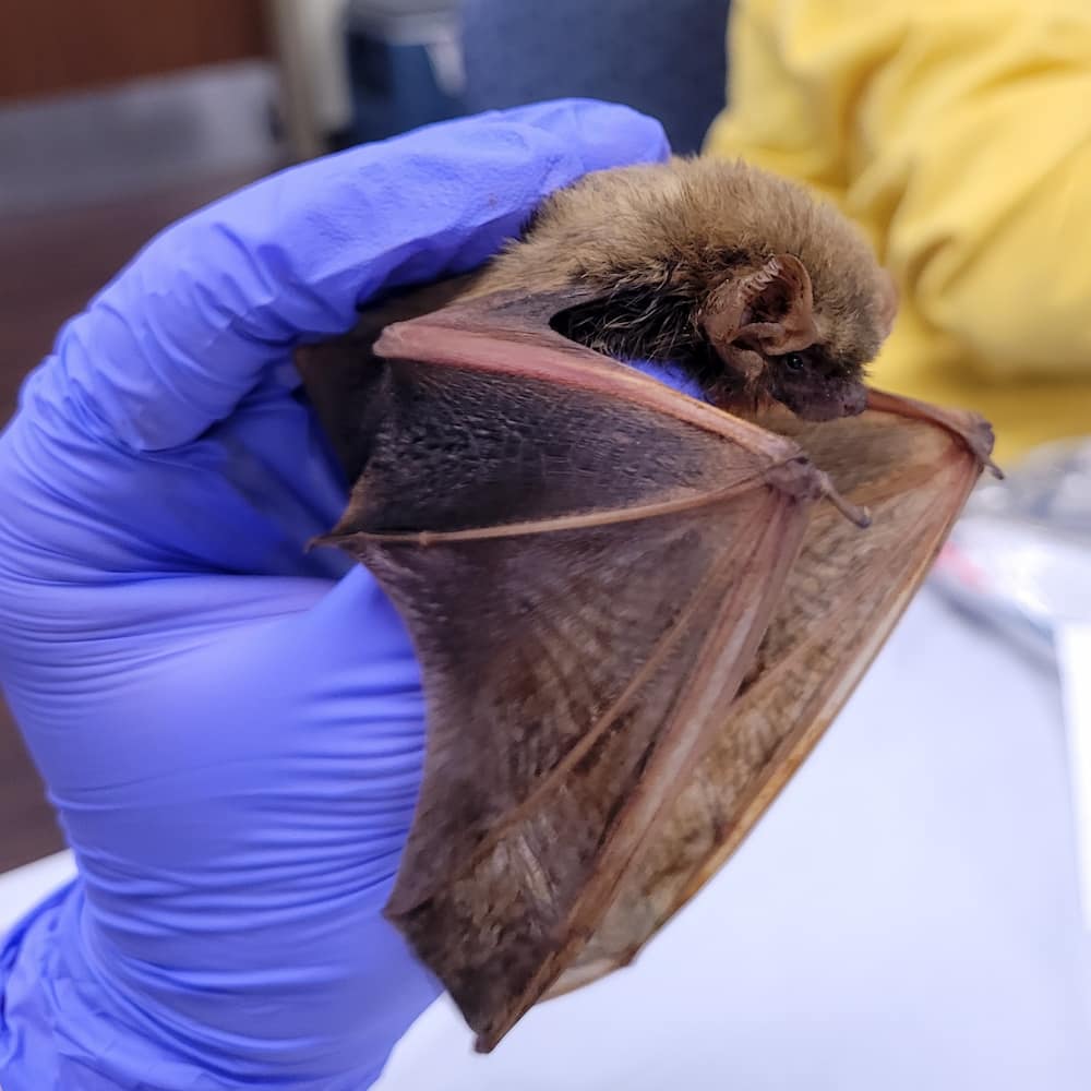 Bat in gloved hand of a licensed rehabilitator in Texas.