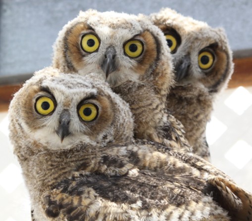 Three young Great Horned Owls all peeking over one another.