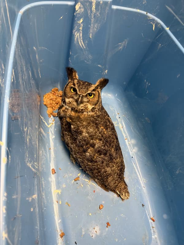 Great Horned Owl on intake to the Wildlife Medical Clinic.